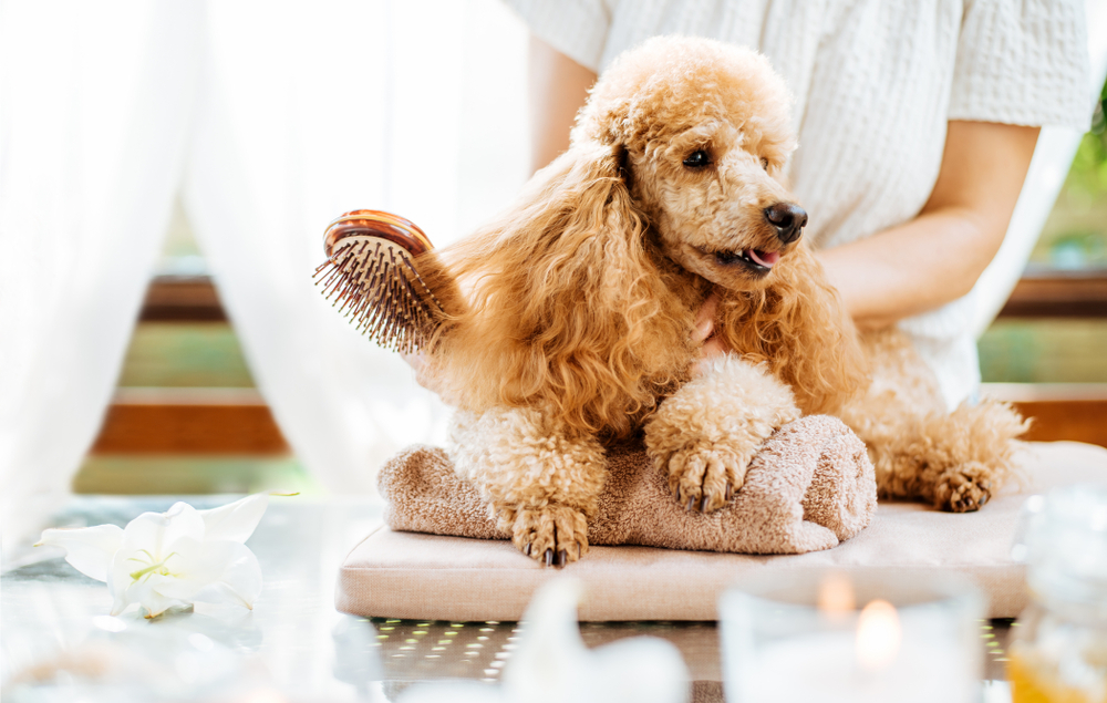 5 ways to pamper your pooch