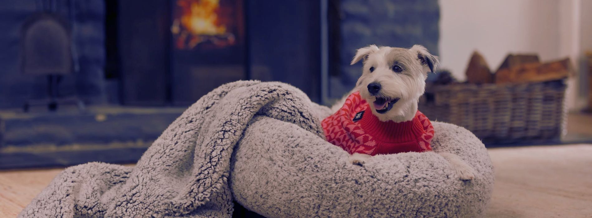 Winter for Pets Large