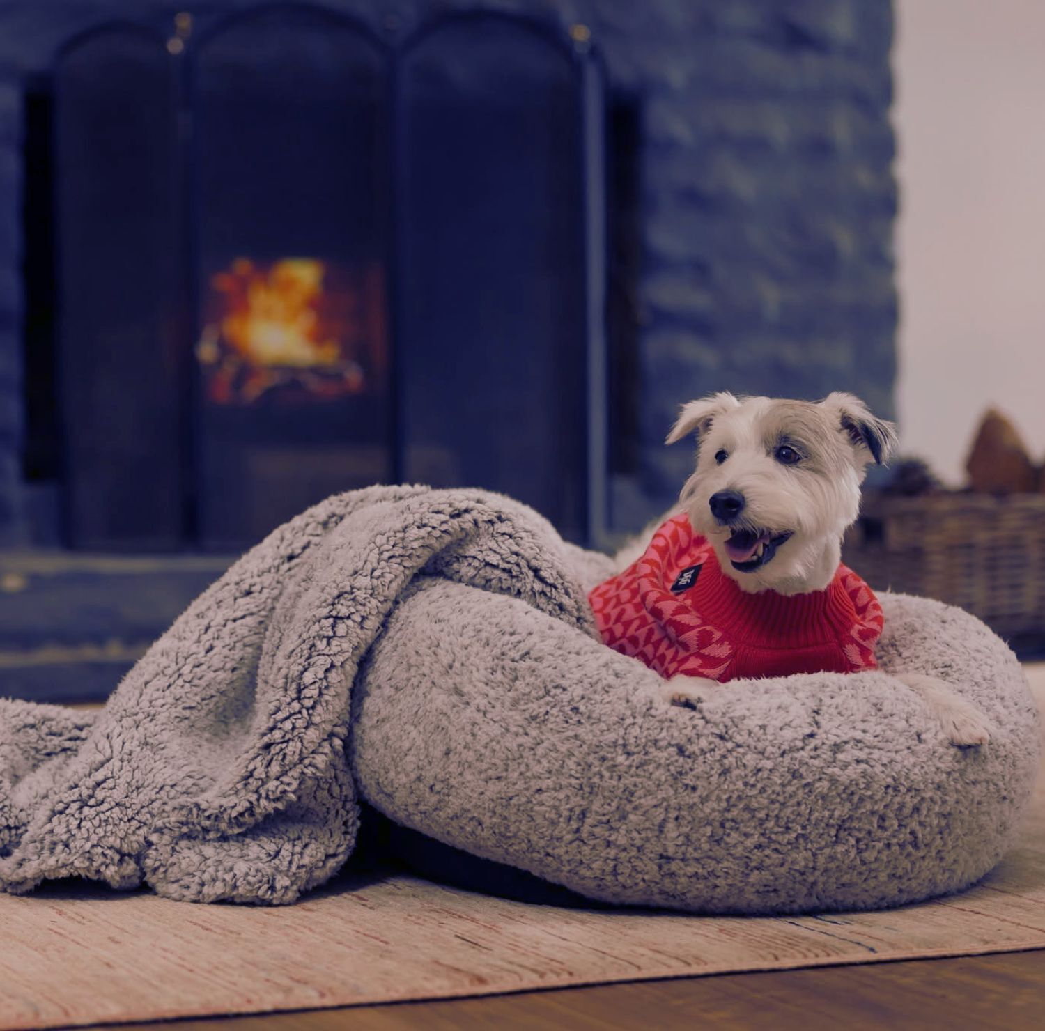 Winter for Pets small