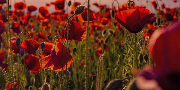 ANZAC Day Trading Hours