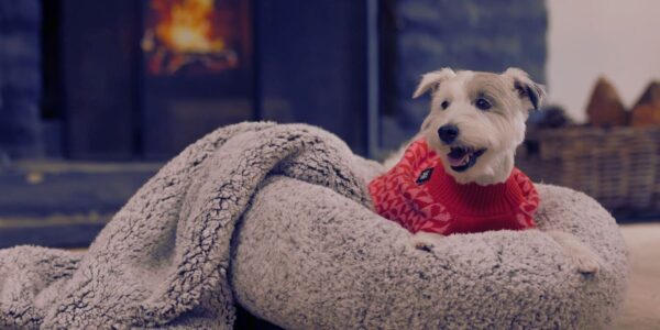 Keeping Pets Healthy and Happy This Winter