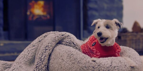 Keeping Pets Healthy and Happy This Winter