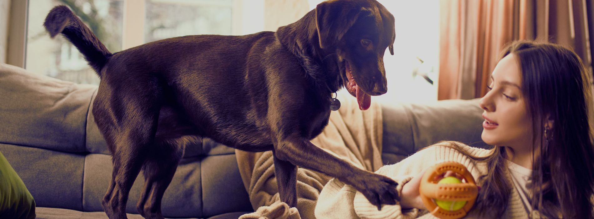 Celebrating your four-legged family